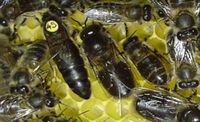 Begattete Dunkle Biene Bienen Königin Opalithplättchen Bayern - Würzburg Vorschau