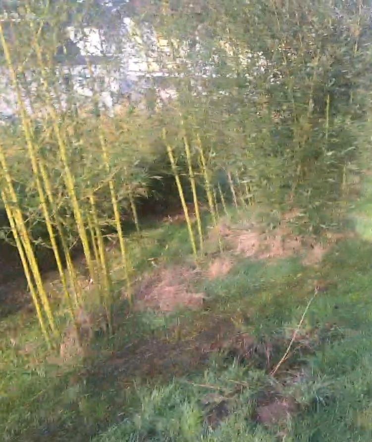 #Bambus Phyllostachys 3m hoch kräftiger Ausrieb in Homburg