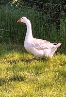 Weibliche Gans zu verkaufen Brandenburg - Lenzen (Elbe) Vorschau