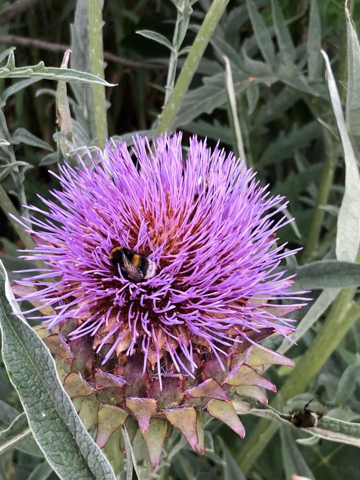 Artischocke - Bienenmagnet - Staude in Düsseldorf