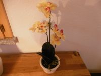 Künstliche Orchidee mit Übertopf Schleswig-Holstein - Schuby Vorschau