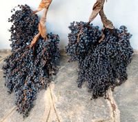 50 frische Samen Trachycarpus Fortunei - Winterharte Hanfpalme Nordrhein-Westfalen - Mönchengladbach Vorschau