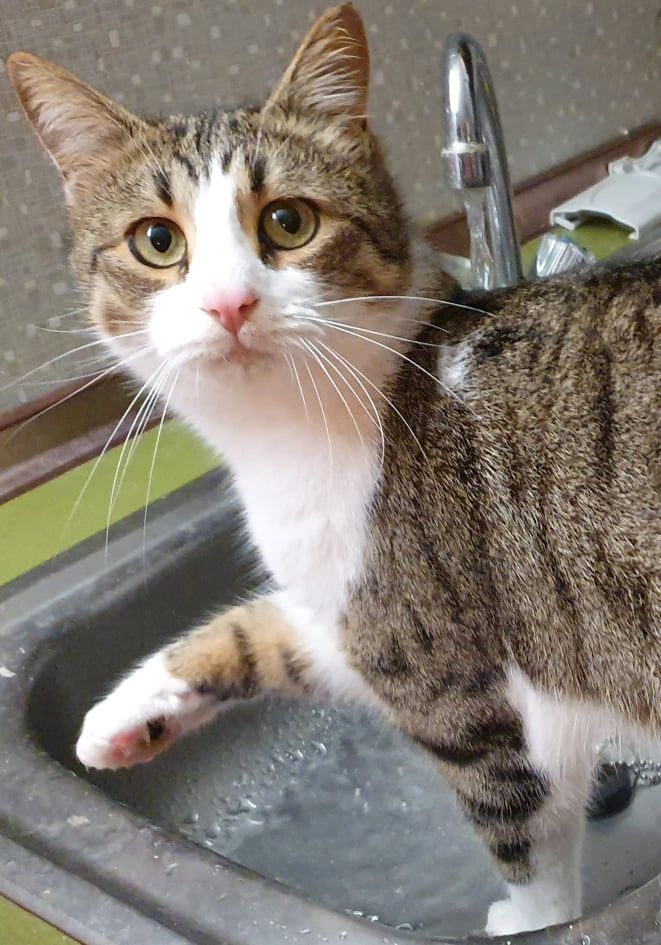 Tolle Kater mit Charakter suchen ein Zuhause in Kirchheim bei München