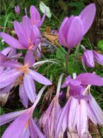 Herbstzeitlose Herbstkrokus lila Zwiebeln Verwildern ab 5€ Brandenburg - Teltow Vorschau