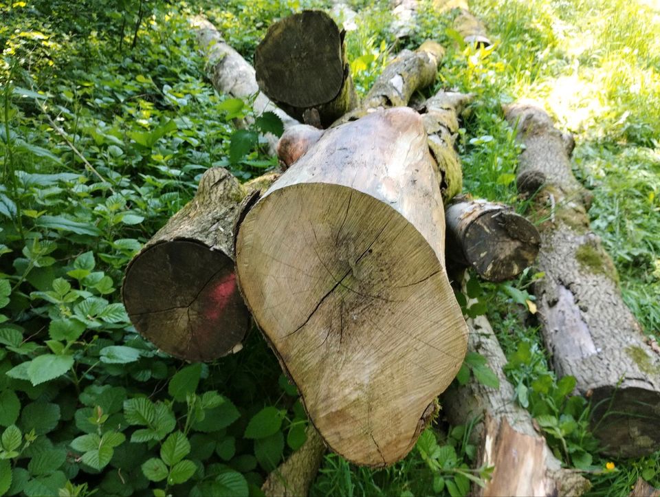 Brennholz Esche Fichte Pappel Stammholz in Borgloh