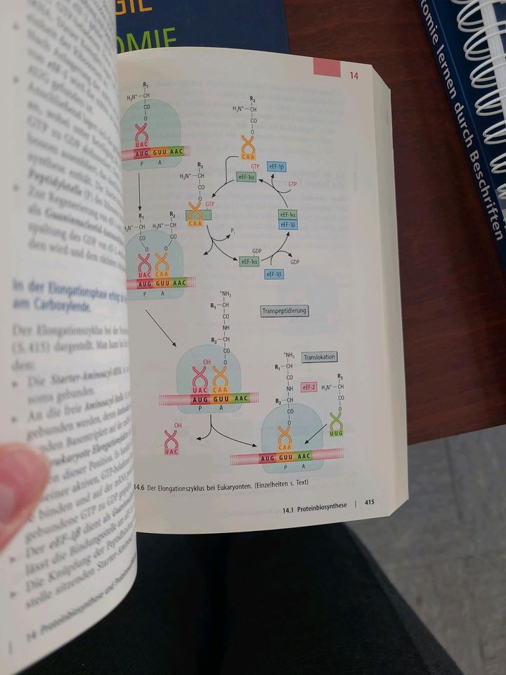 Basiswissen Biochemie mit Pathobiochemie - Löffler in Gießen