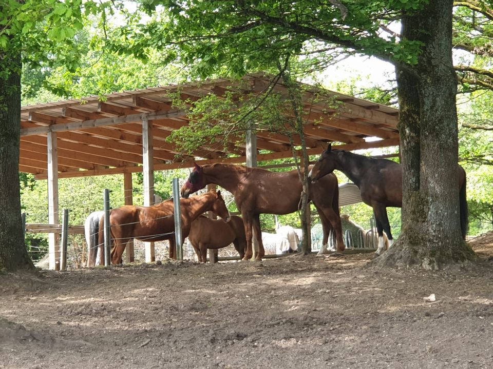 Offenstallplätze für Wallache und Stuten frei in Losheim am See