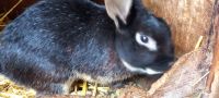 Zwerg Kaninchen Bock Brandenburg - Lübbenau (Spreewald) Vorschau