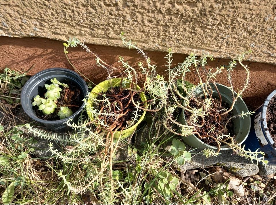 Gartenpflanzen, Bodendecker in Speicher