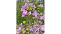 Moschusmalve Samen eig. abgen. Blumenwiese rosa Malve Bayern - Schongau Vorschau