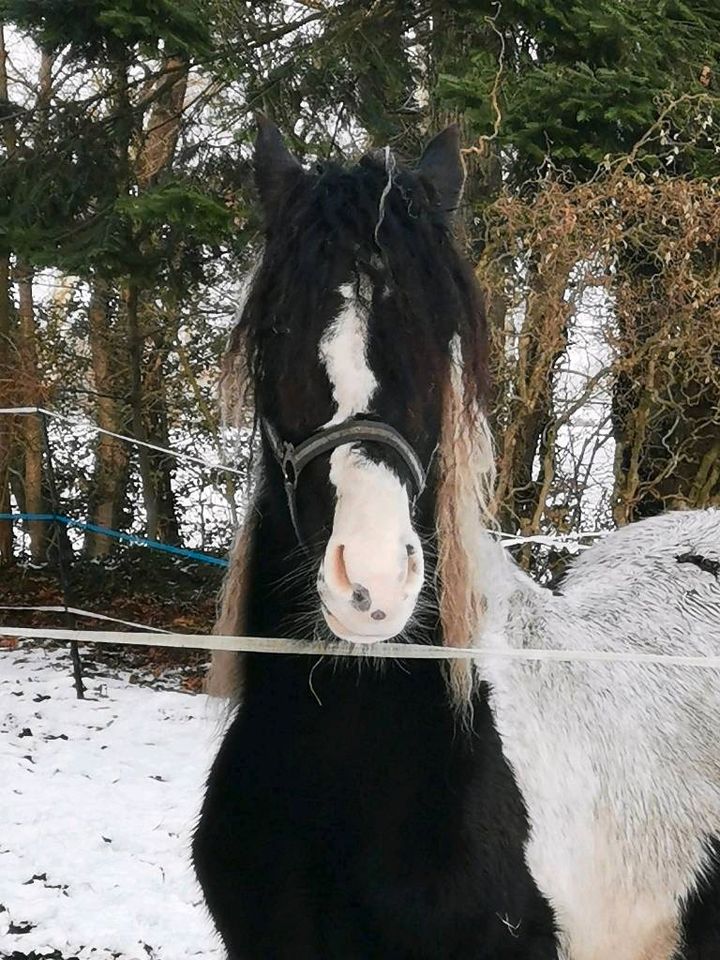 Private Anzeige! Homozygoter Barockpinto Hengst in Estorf