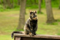 Katze vermisst Schildpatt Dithmarschen - Wesselburen Vorschau