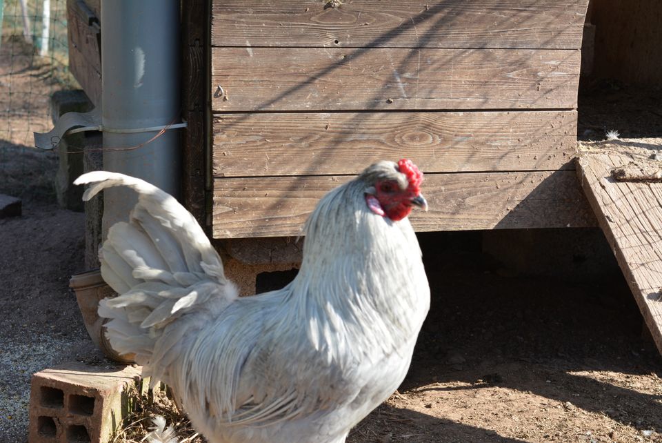 Bruteier Lavender Araucana - Grünleger / Türkisleger in Gerstungen