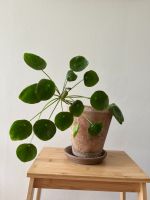 Chinesischer Geldbaum/ Ufopflanze/ Pilea peperomioide Friedrichshain-Kreuzberg - Friedrichshain Vorschau