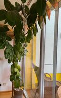 Gummibaum (Ficus elastica) Zimmerpflanze ca. 3m Regensburg Bayern - Regensburg Vorschau