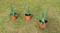 Aloe Vera 3 schöne Pflanzen ca. 50 cm  hoch mit Topf Saarland - Blieskastel Vorschau