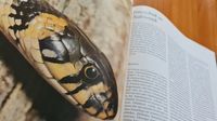 Buch Foto Insekten Pflanzen Tiere Ostern DDR Bücher Regal Kamera Dresden - Striesen-Süd Vorschau