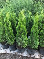 Sonderangebot: Thuja Smaragd 90-110 cm Lebensbaum + Sichtschutz Baden-Württemberg - Obersulm Vorschau