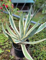 Agave mit gelben Rand / Pflanze Sachsen-Anhalt - Zeitz Vorschau