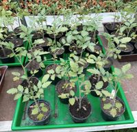 3 Roma-Cherrytomaten für 5 € Tomatenpflanzen Mini-Roma-Rispen Leipzig - Mockau-Nord Vorschau
