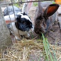 liebe Riesenmixdamen Niedersachsen - Lachendorf Vorschau