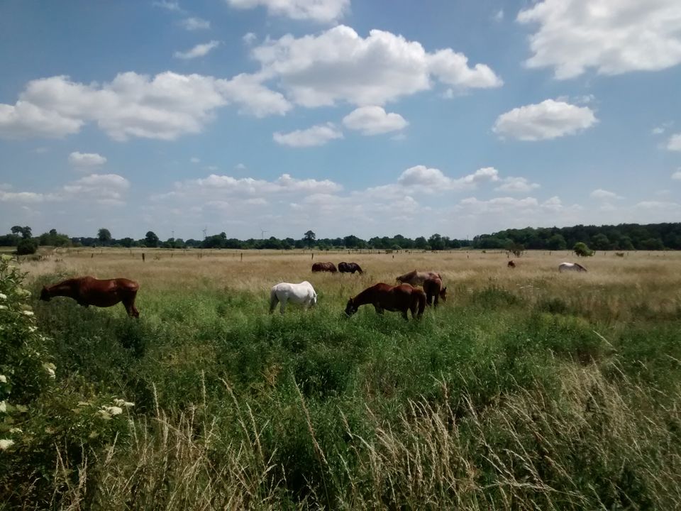 Platz im Offenstall für Stute (Kleinpferd) frei in Stahnsdorf