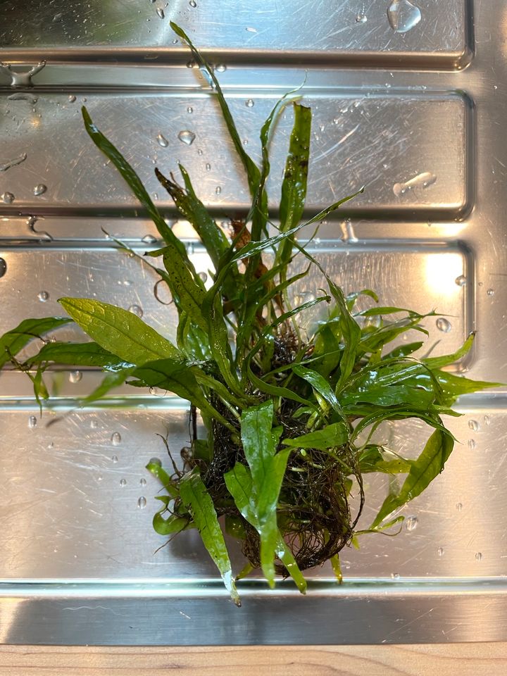 Microsorum pteropus Javafarn Aquarienpflanze in Pliezhausen