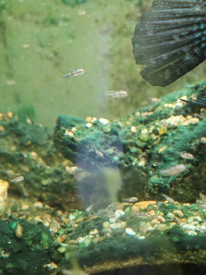 Herichthys cyanoguttatus Barsche Nachwuchs in Marl