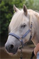 Busse Halfter Pony  inkl. versand Herzogtum Lauenburg - Büchen Vorschau