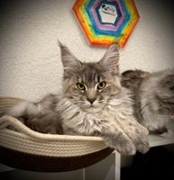 Maine Coon Katze mit Stammbaum Nordrhein-Westfalen - Attendorn Vorschau