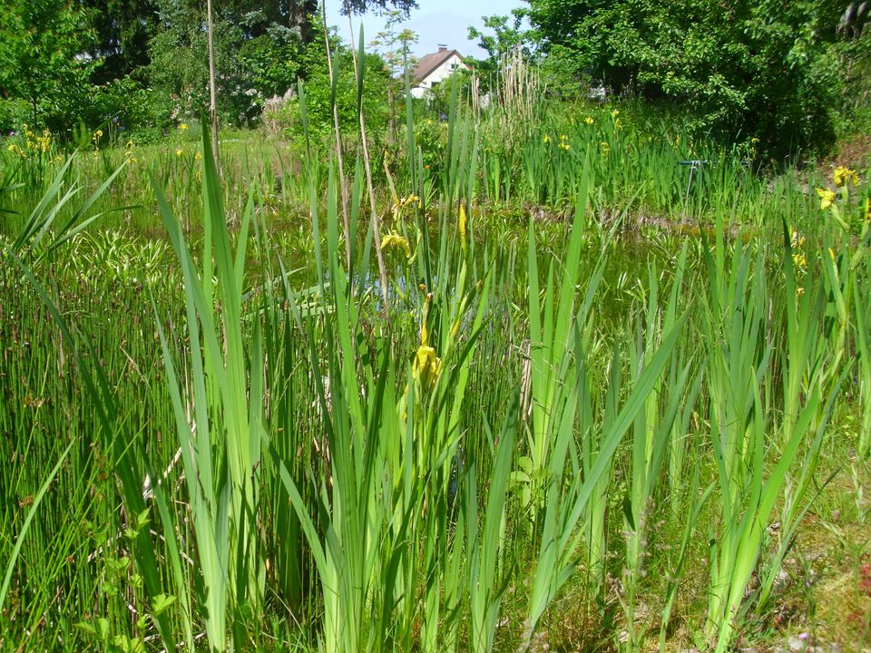 Pflanzen für den Gartenteich in Witten