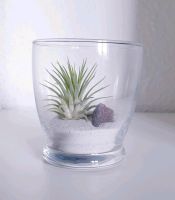 Luftpflanze Airplant Tillandsia im Glas Schleswig-Holstein - Schuby Vorschau