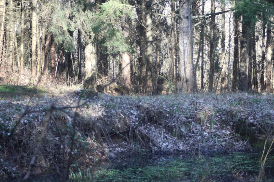 Waldgrundstück mit ca. 1.100 m² Wasserfläche in Elz in Elz