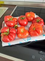 Tomaten Samen Nordrhein-Westfalen - Sprockhövel Vorschau