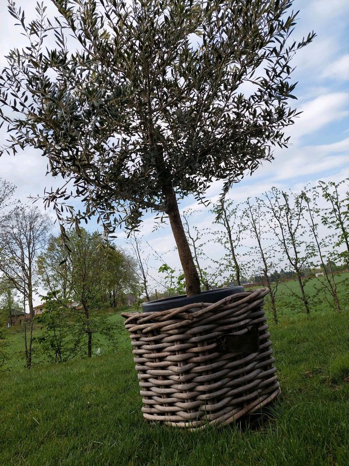 Olivenbaum 190 cm hoch in Straelen