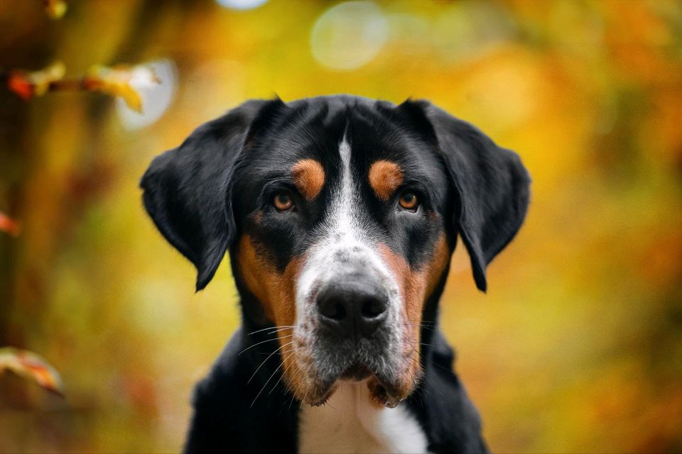 Professionelle Hunde und Pferde Fotografie in Haiger