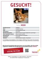 Kater Mısır Katze gesucht! Seit 12.04.2024 Nordrhein-Westfalen - Havixbeck Vorschau