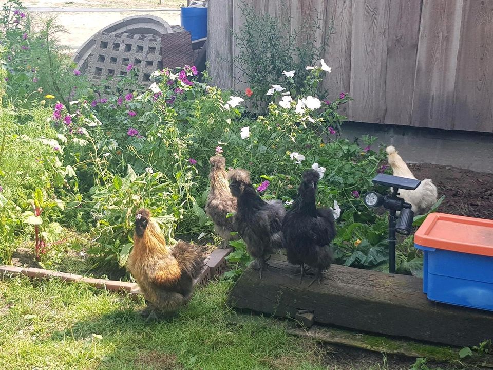 Eier Bruteier Seidenhuhn Seidenhühner in Stahnsdorf