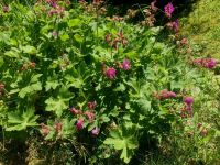 Balkan-Storchschnabel Geranium immergrüner Bodendecker winterhart Hessen - Liebenau Vorschau