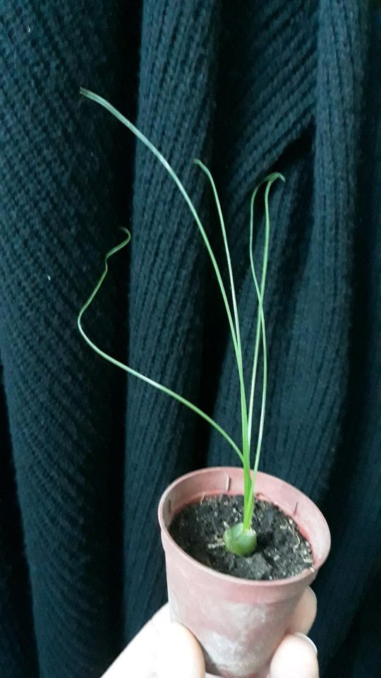 Albuca Spiralis Frizzle Sizzle in Nußloch