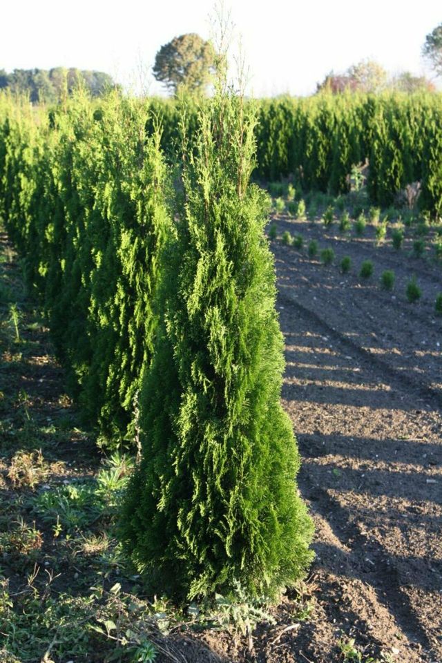 Thuja Smaragd - Lebensbaum, winterhart, Heckenpflanzen, immergrün in Willich