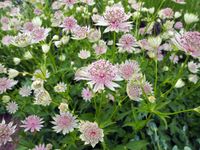 Große Sterndolde 4,55€ - Astrantia major Staude, Pflanze Bayern - Veitshöchheim Vorschau