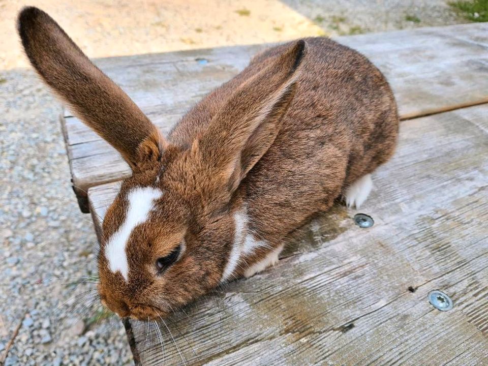 Hasen Kaninchen Hase weiblich männlich in Stadtilm
