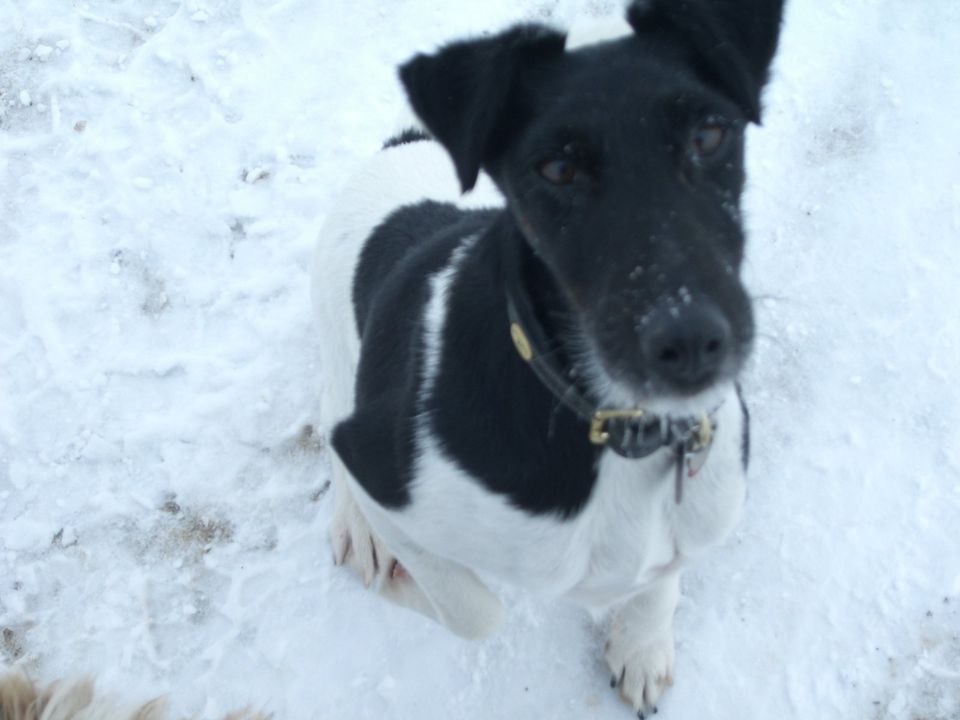 Hundetagesstätte Frankfurter Fellnasen in Frankfurt am Main