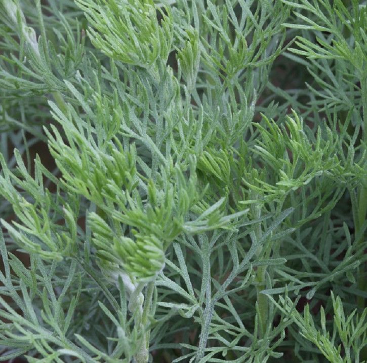 Eberraute Coca Cola - Artemisia abrotanum in Bad Zwischenahn