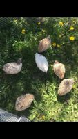 Wachteln Hennen Hühner Bayern - Meinheim Vorschau
