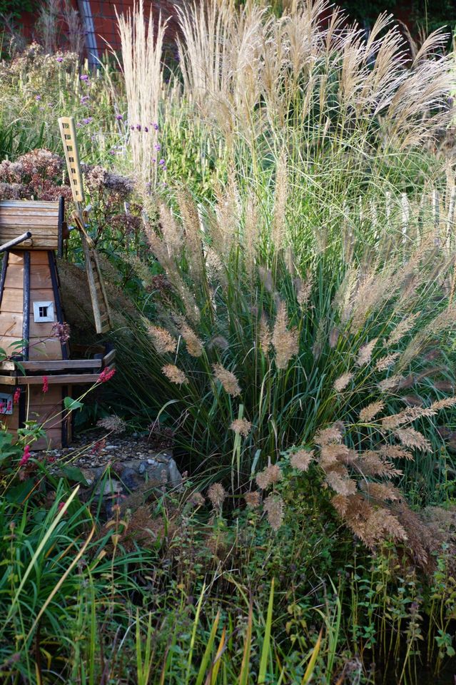 Diamantgras, Calamagrostis, Ableger Staude in Tostedt