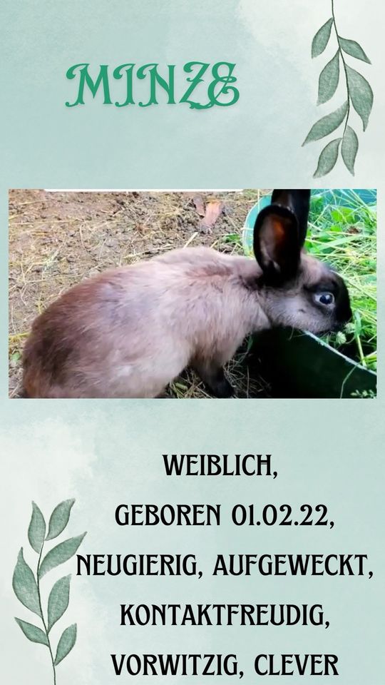 Vermittlung von Kaninchen,Katzen,Meerschweinchen,Schafe in Greußen