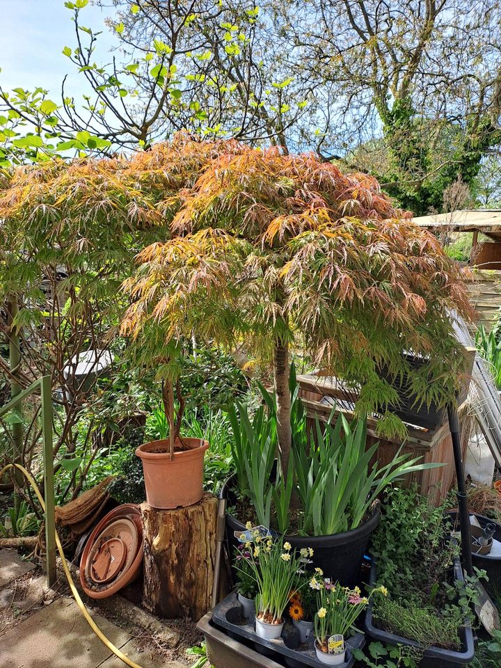 Japanischer Ahorn Acer palmatum Dissectum in Weilerswist