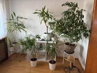 Grünpflanzen Zimmerpflanzen Pamlen Nordrhein-Westfalen - Frechen Vorschau